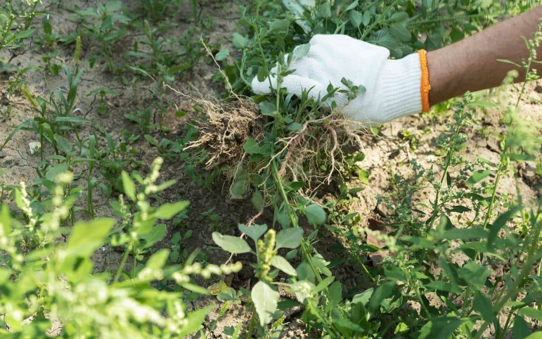 Modern Weed Removal Strategies : Master Tips you need to know