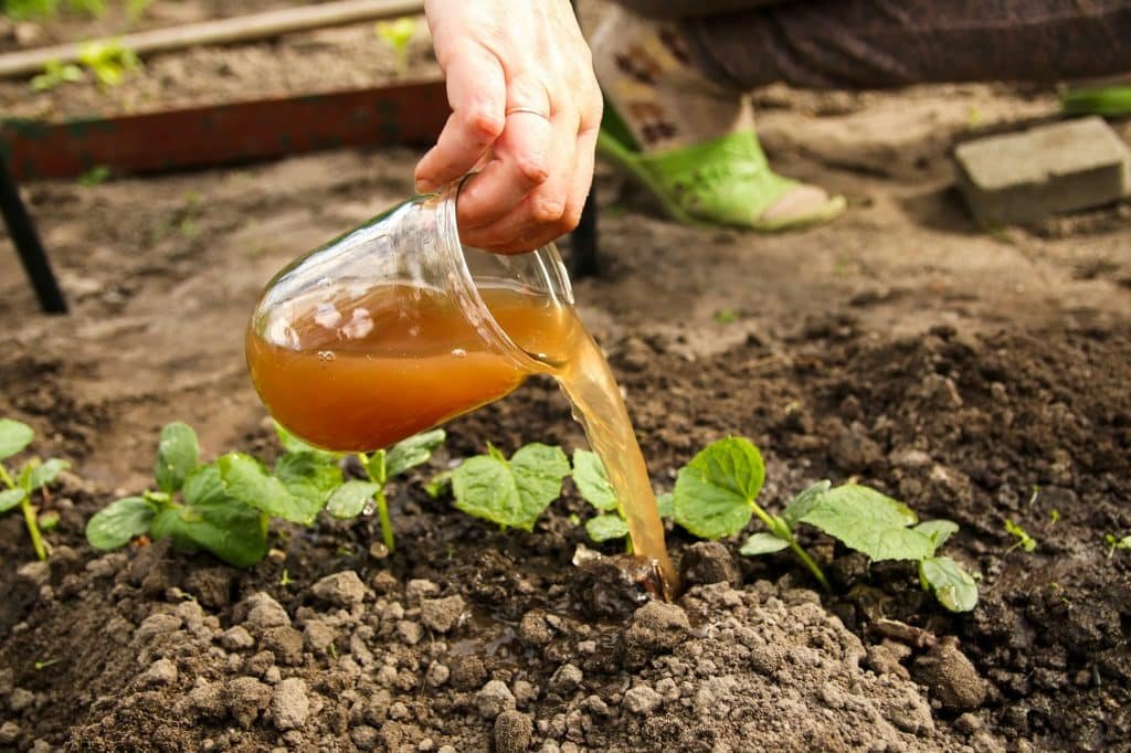 Fertilizer young cucumbers. Woman pours liquid mineral fertilizer. Watering with fertilizers of youn