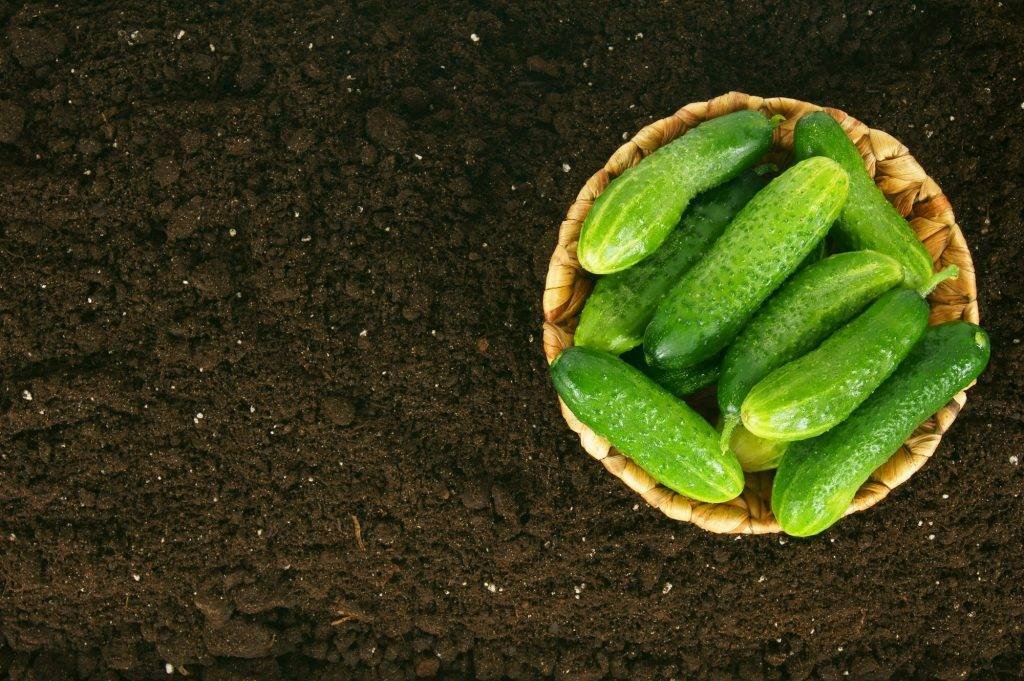 Fresh cucumbers in basket on earth.