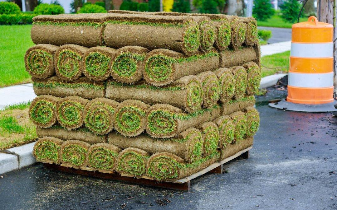5 Essential Tips for New Sod Success