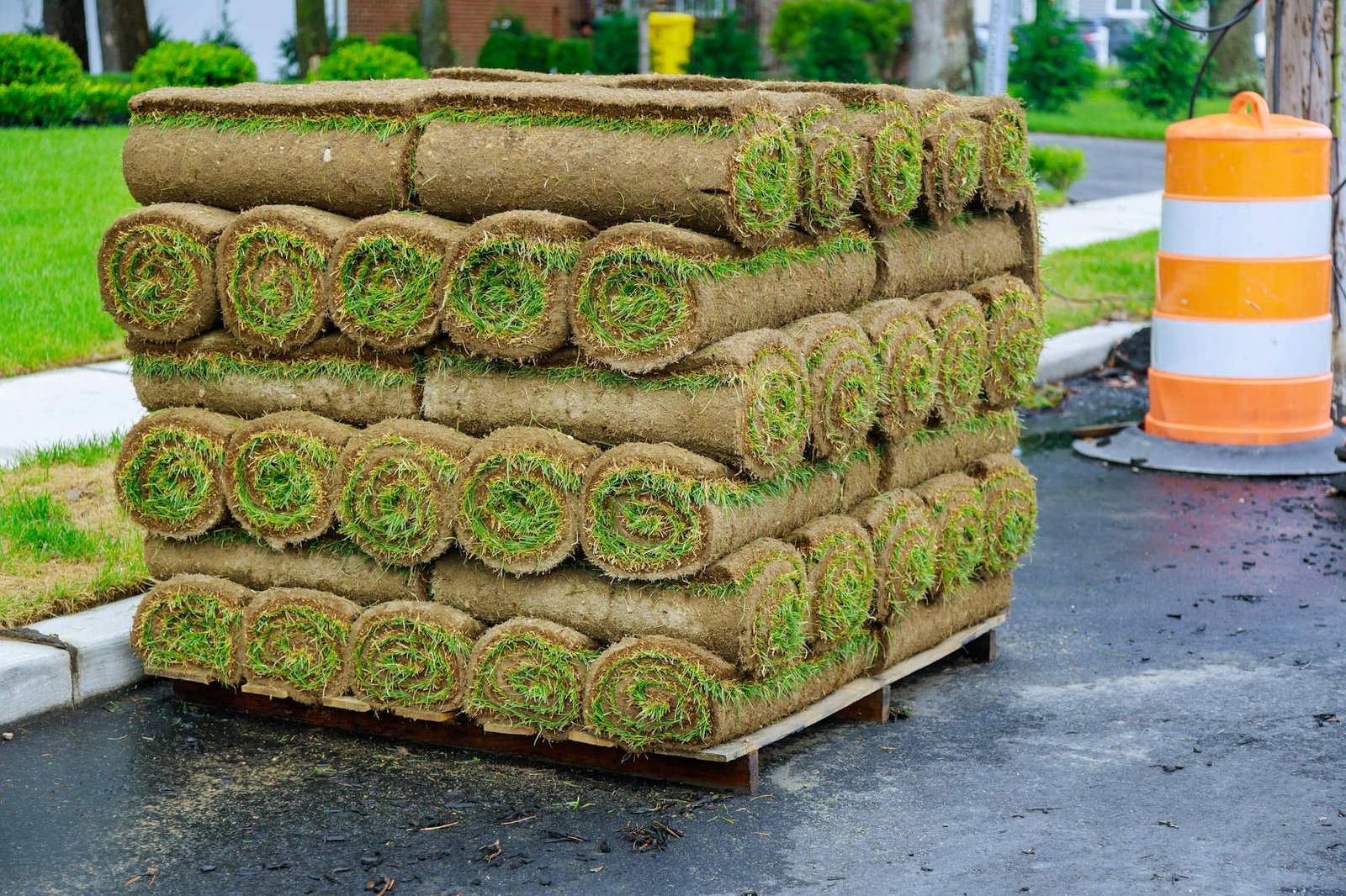 5 Essential Tips for New Sod Success