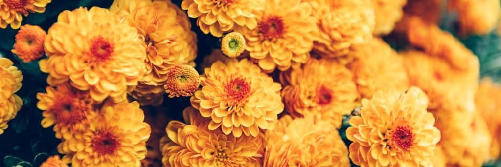 Orange chrysanthemum flowers