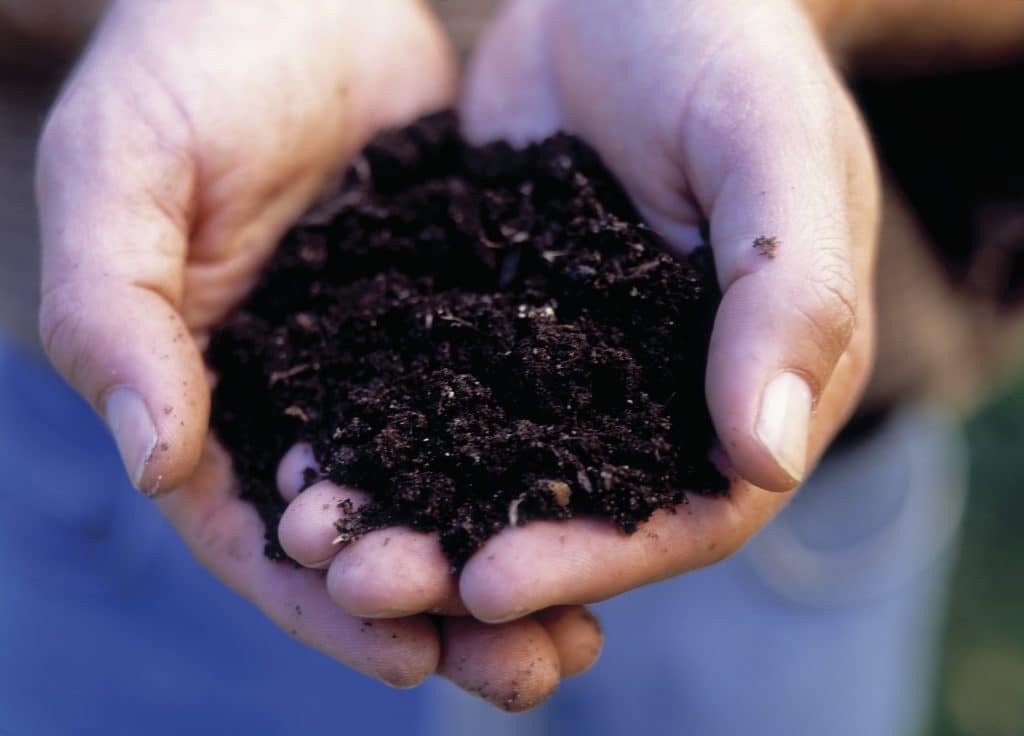 Two hands full of rich moist dark soil or potting compost, for planting out small seedings.